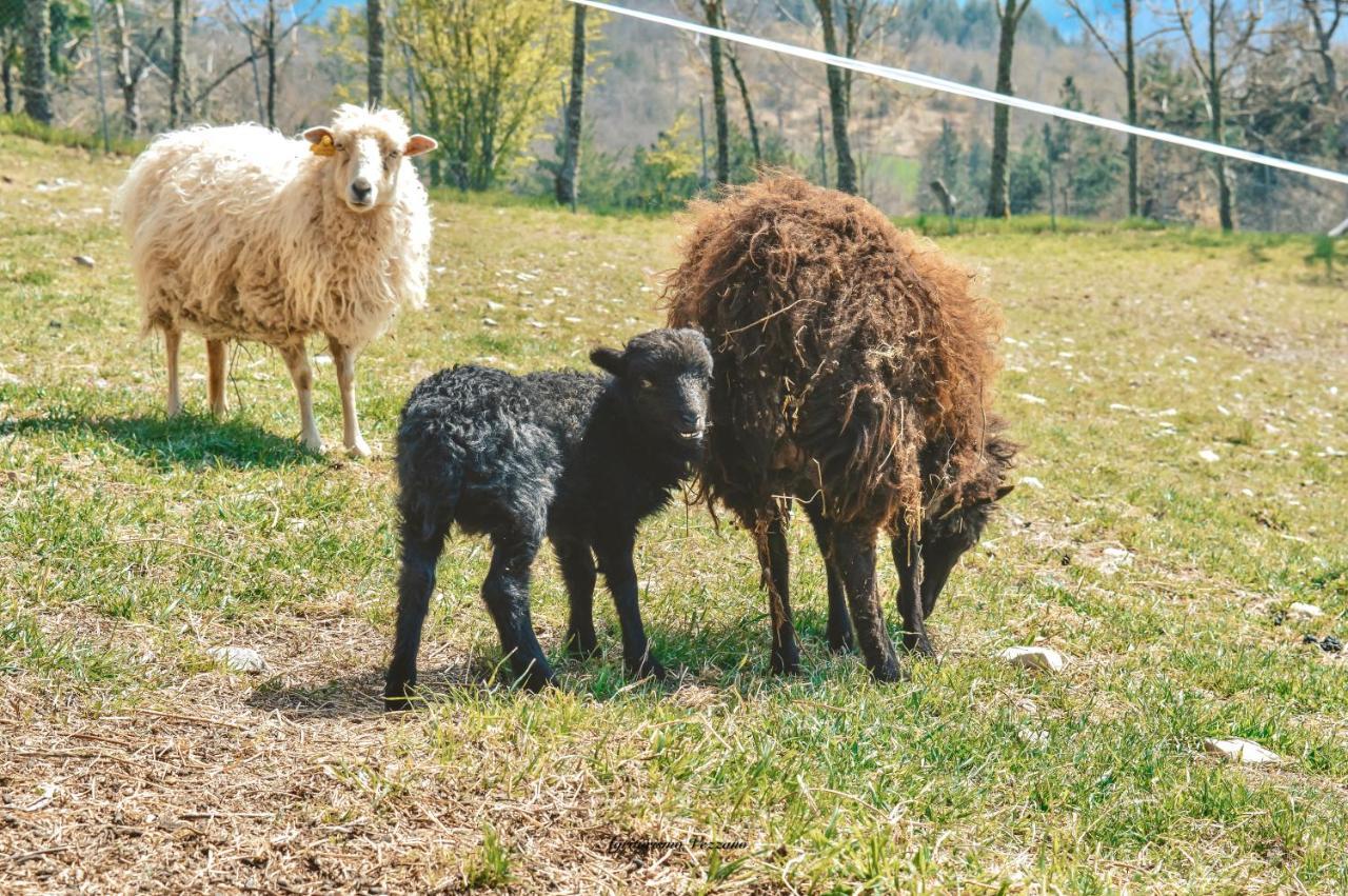 Agriturismo Vezzano Chiusi della Verna Exteriör bild