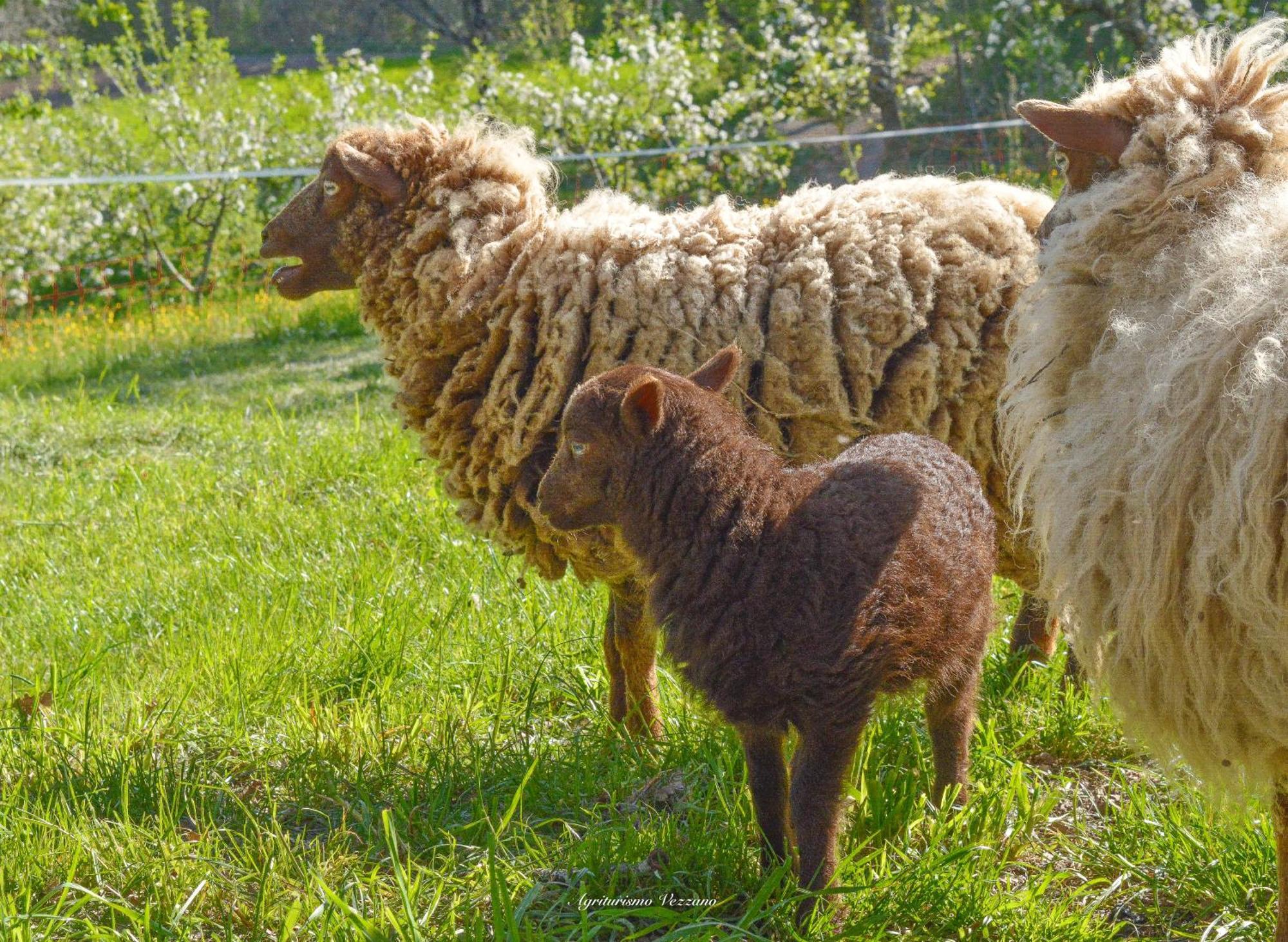 Agriturismo Vezzano Chiusi della Verna Exteriör bild